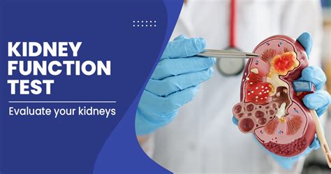 is a nuclear stress test hard on the kidneys|Renal Stress Testing in the Assessment of Kidney Disease.